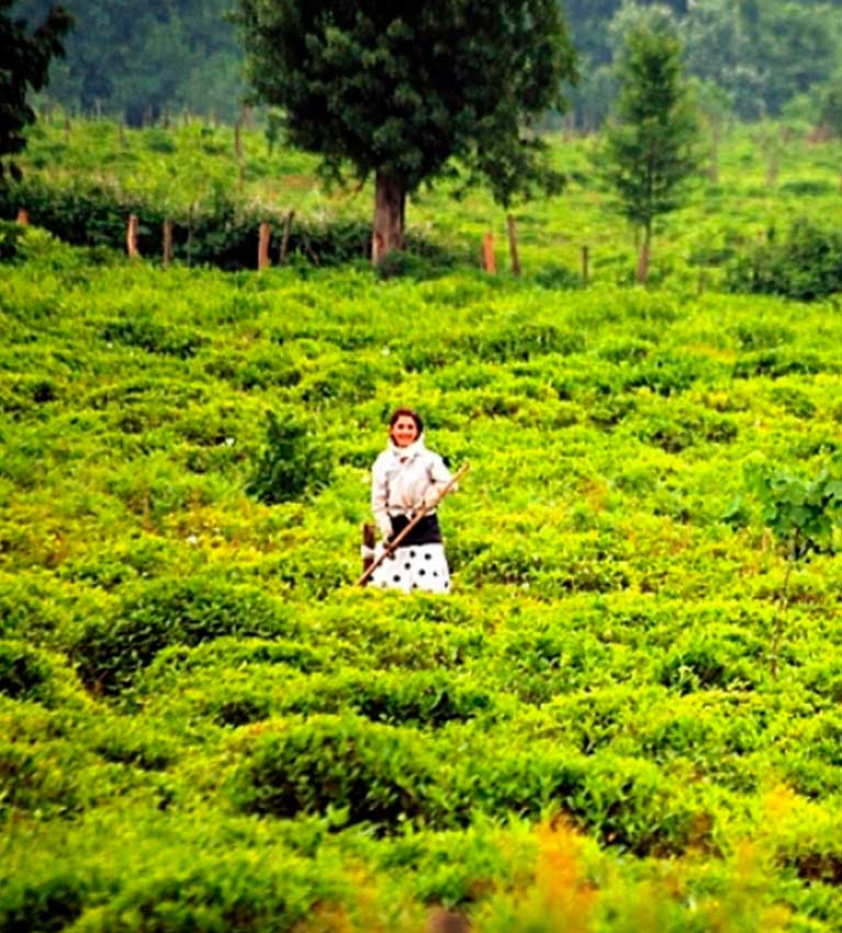 В Азербайджане начали выращивать высокогорный чай